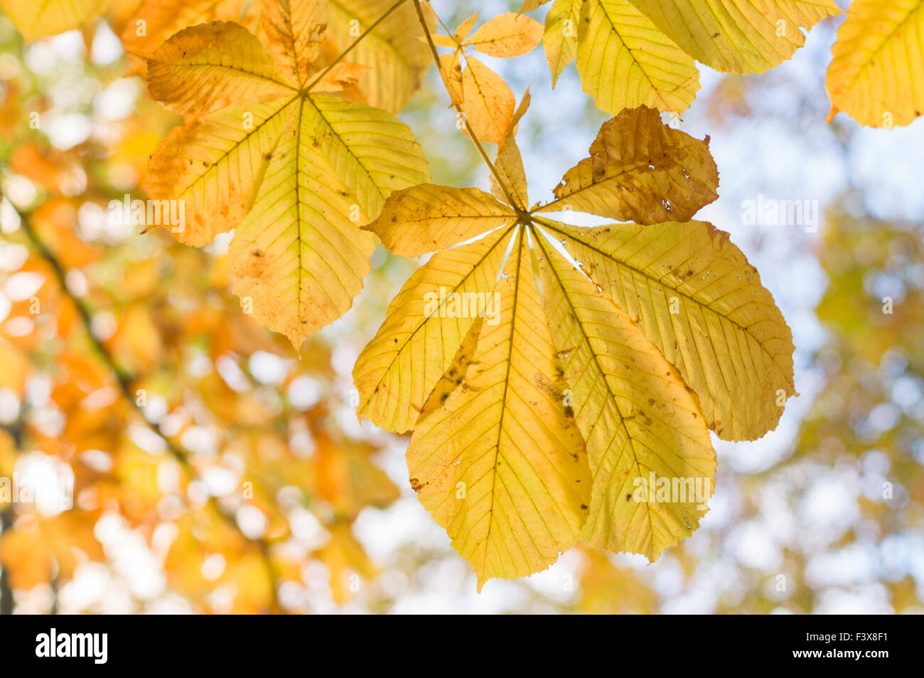 Primo piano della castagna autunno foglie di giallo con profondità di campo Foto Stock