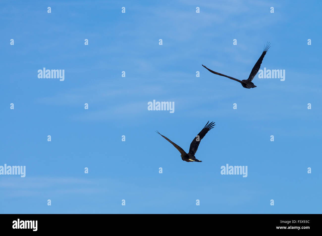 Giallo Nero codato Cacatua coppia Foto Stock