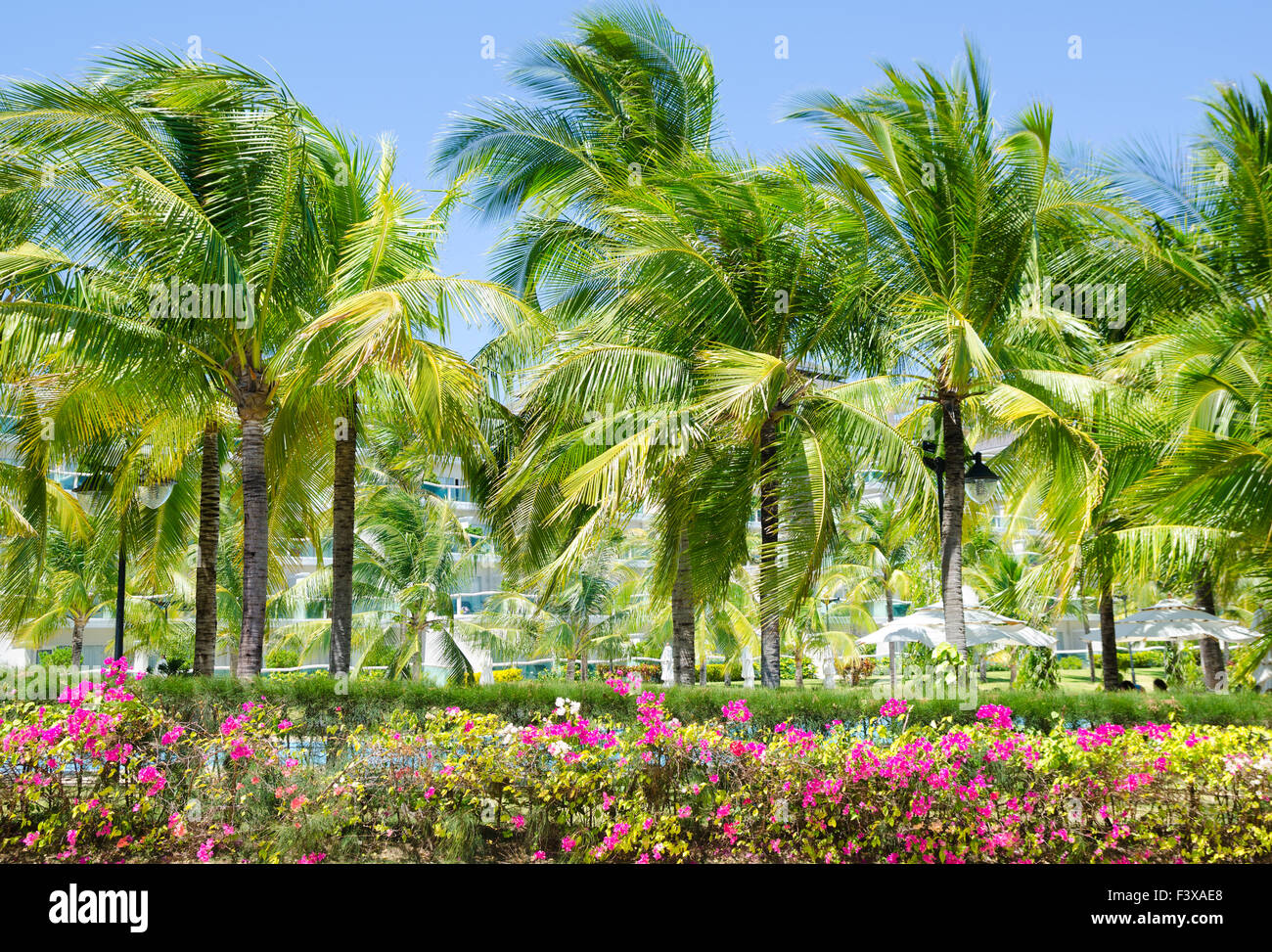 Palm lane in mare resort Foto Stock