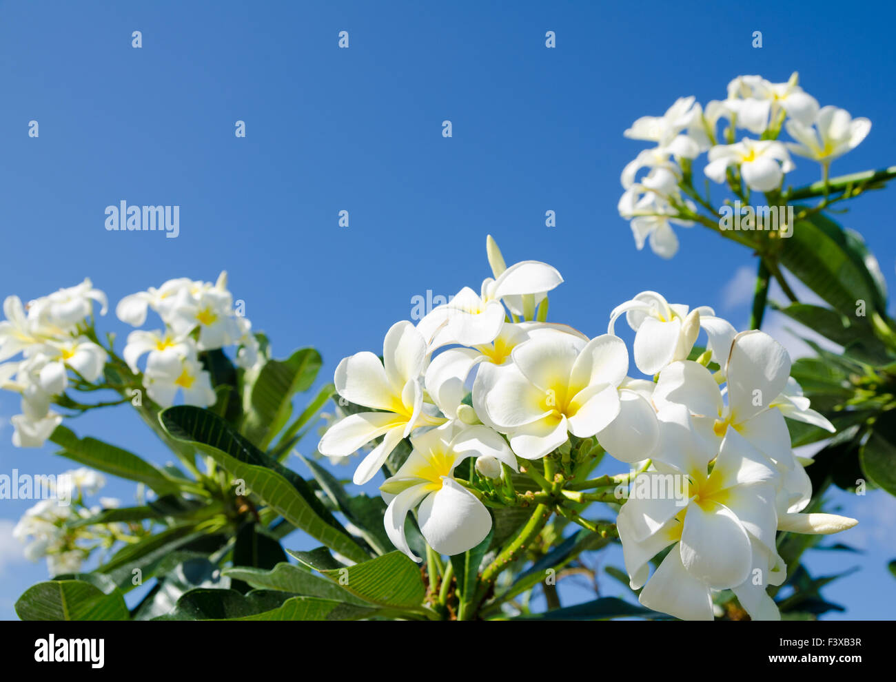 Plumeria, frangipani Foto Stock