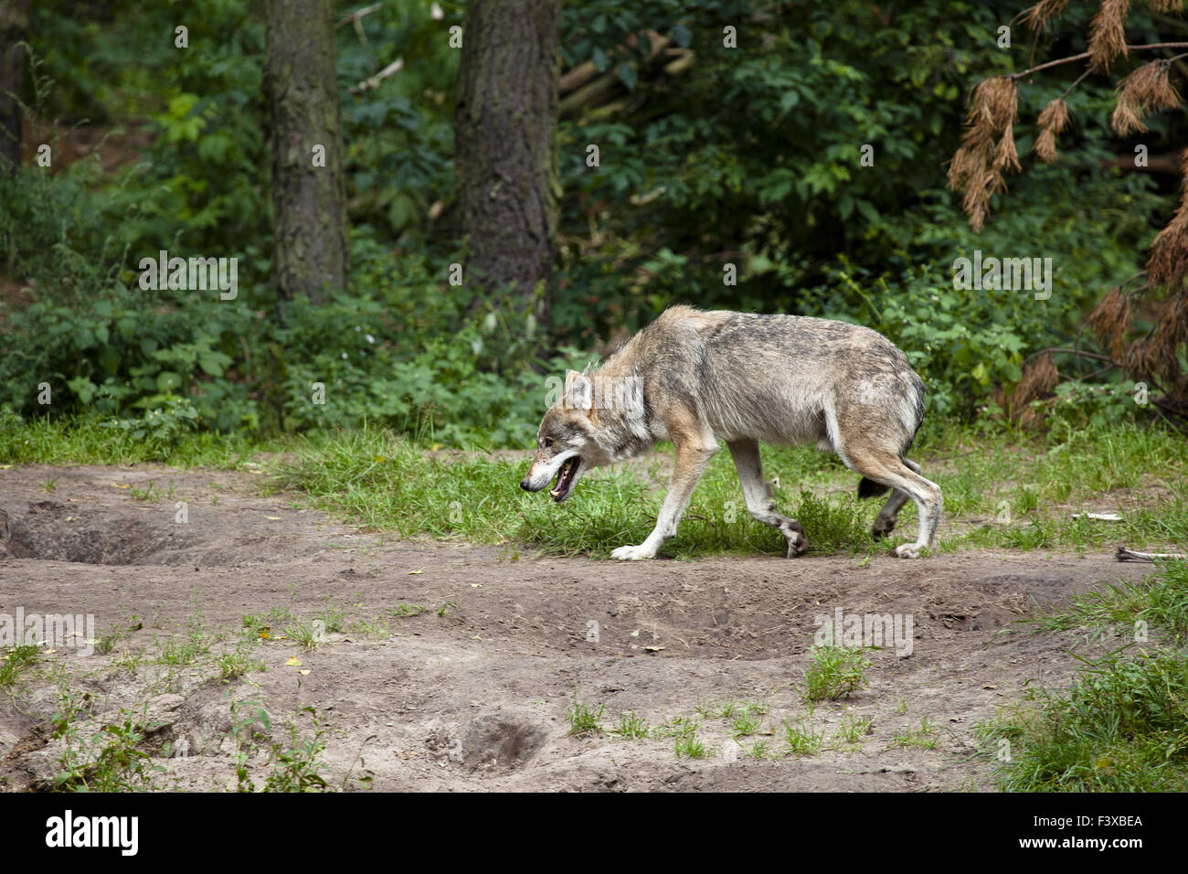 Lupo europeo Foto Stock