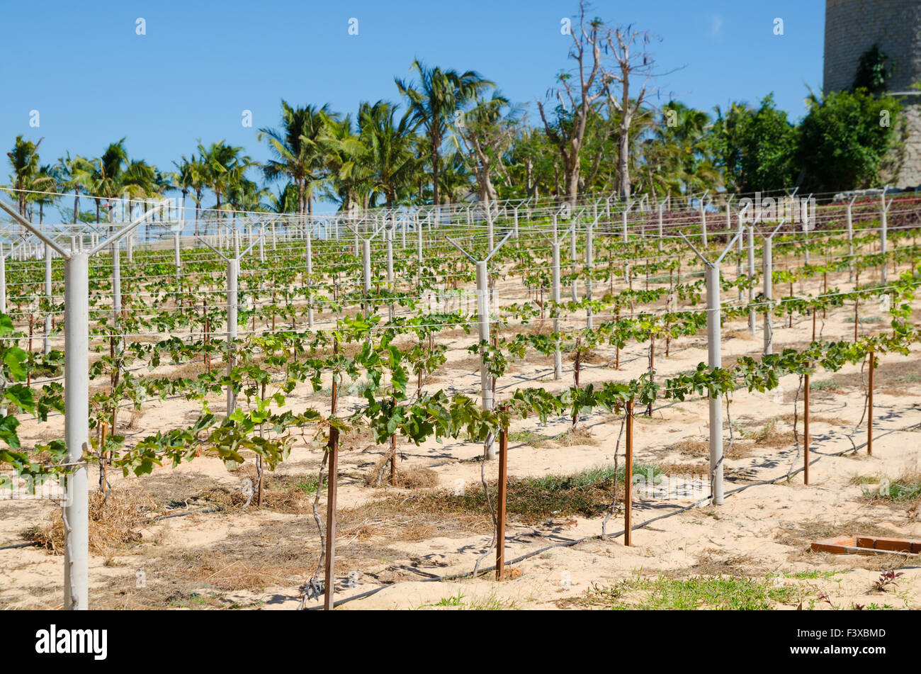 vigneto Foto Stock