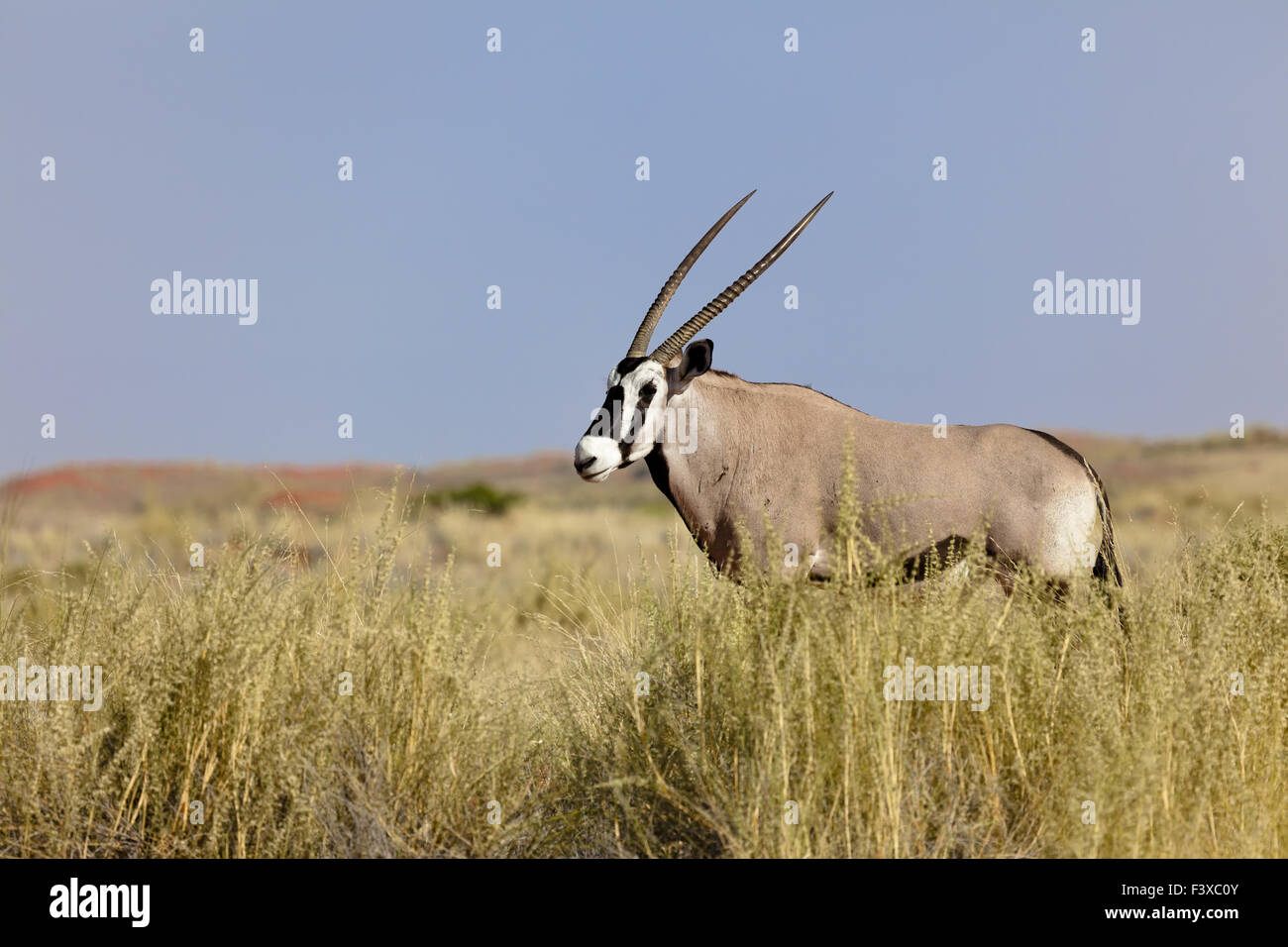 Oryx del Namib rand riserva naturale Foto Stock