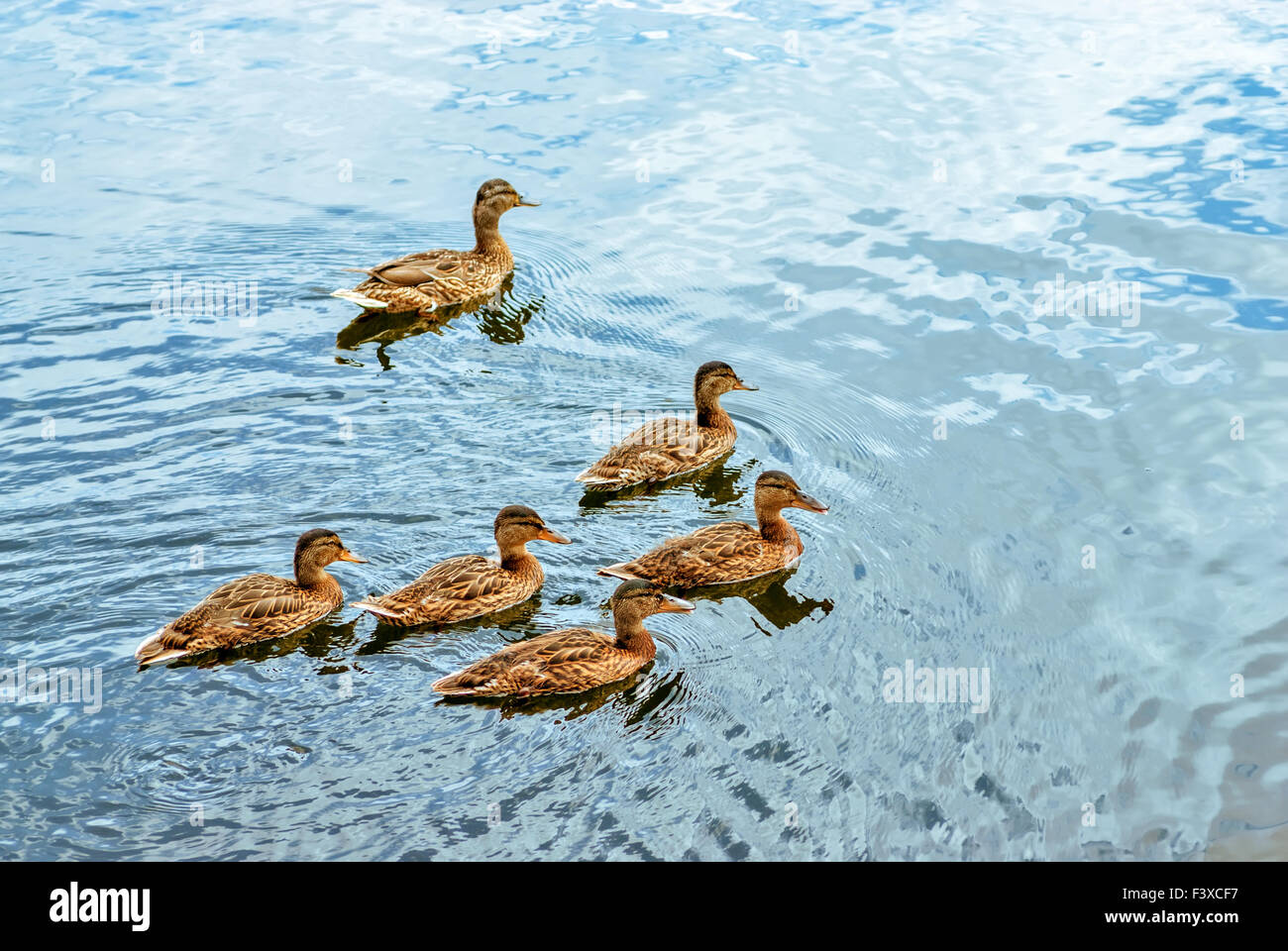 Anatre nuotare nel laghetto Foto Stock