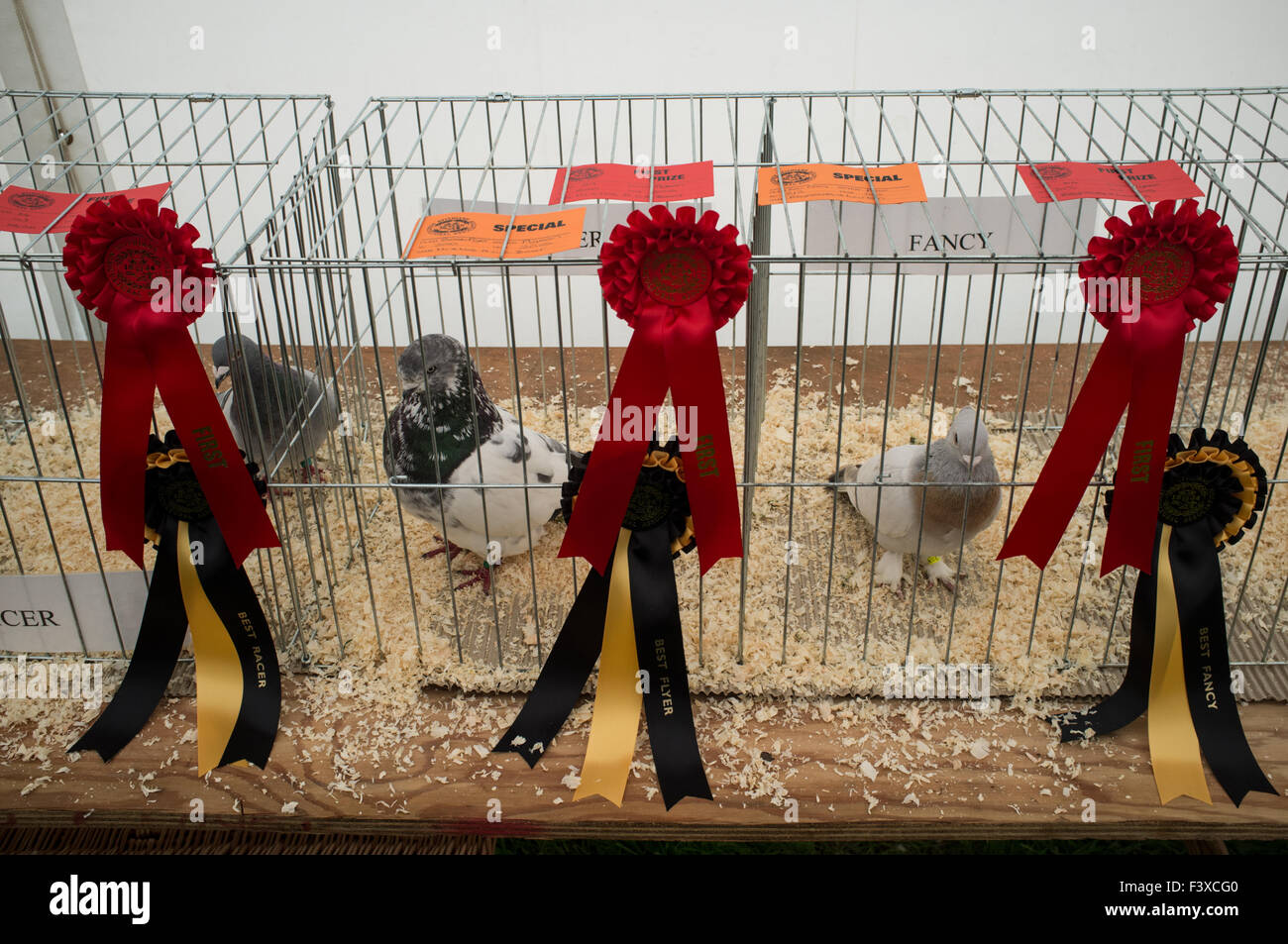 Pigeonsafter giudicare al Stithians Agricultural show mostra in Cornwall Regno Unito Foto Stock