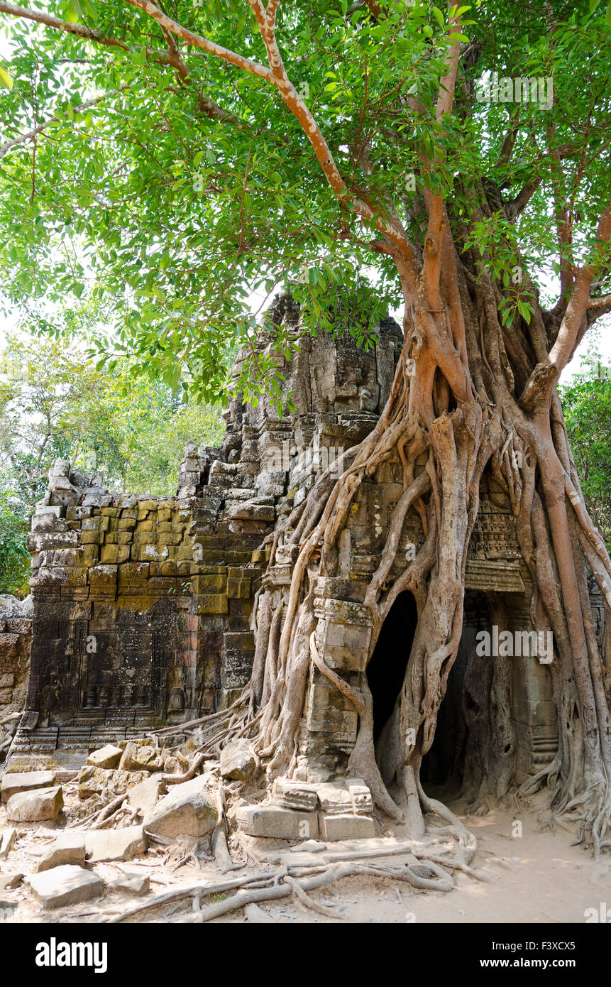 Banyan radicamento in Angkor Foto Stock