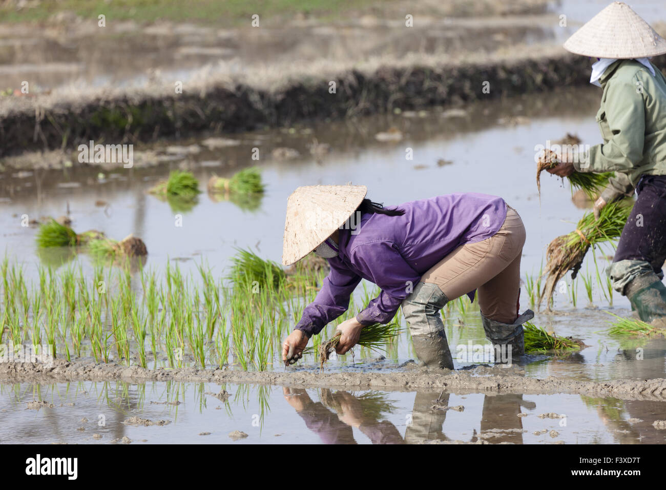 Donna che lavorano presso il campo di riso Foto Stock