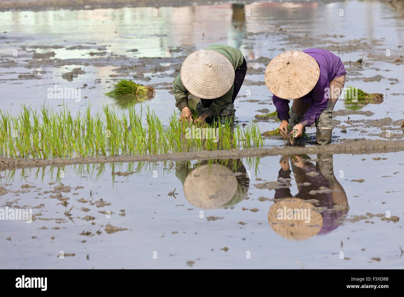 Donna che lavorano presso il campo di riso Foto Stock