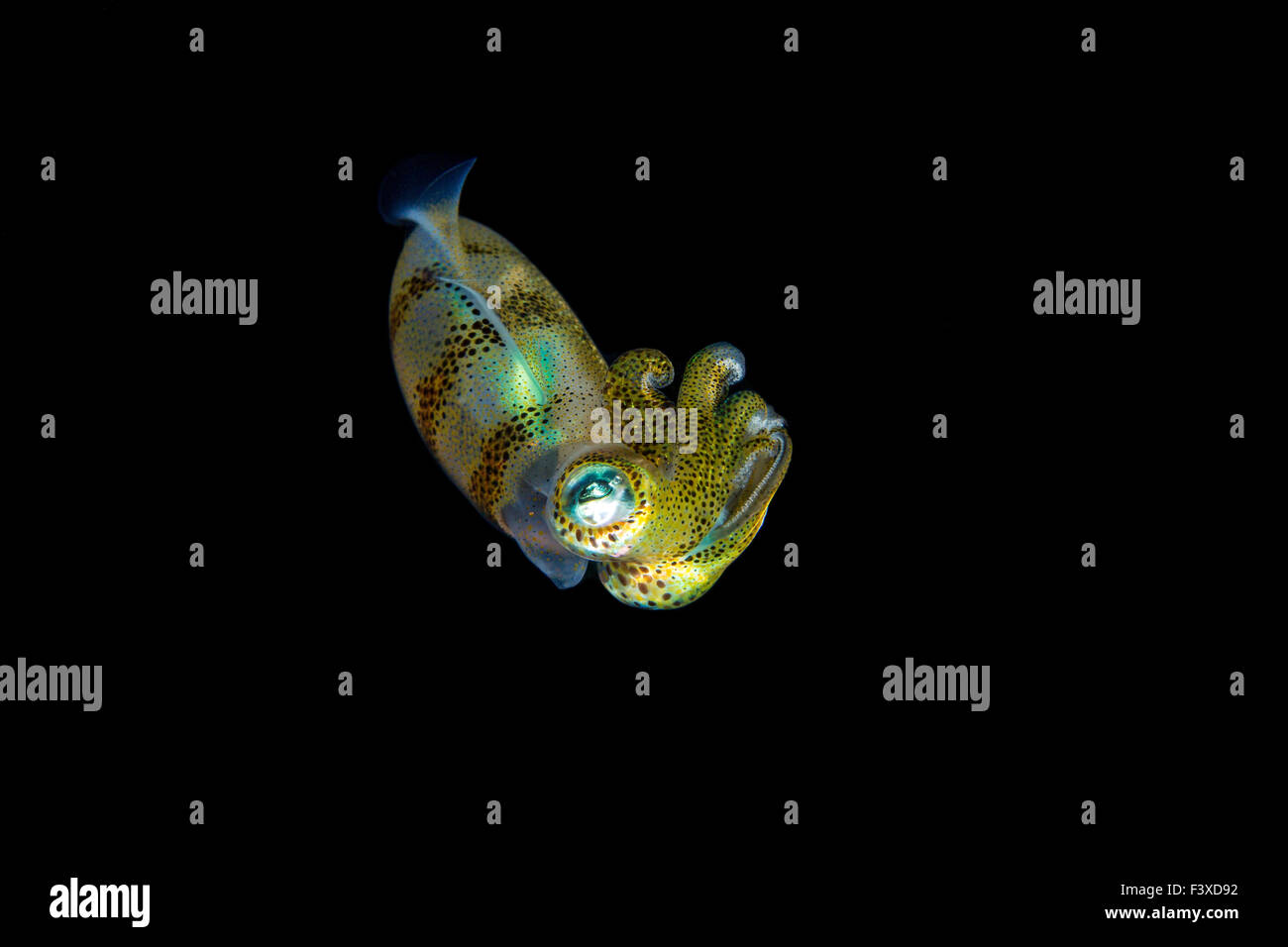 Calamari luminoso che mostra i colori in immersione notturna Foto Stock