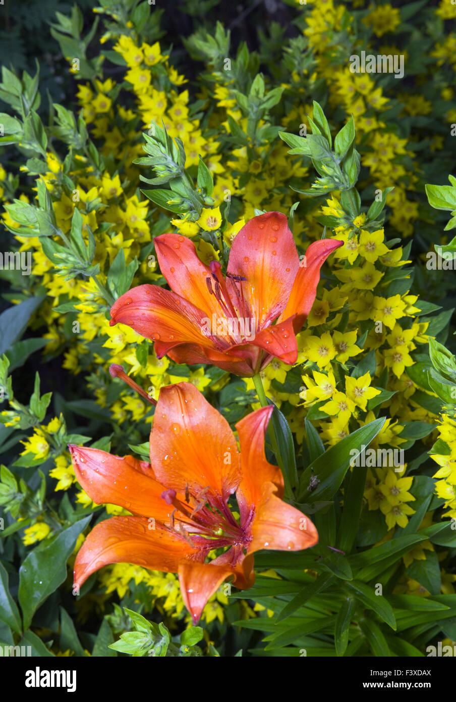 Bouquet con lilys fiery Foto Stock
