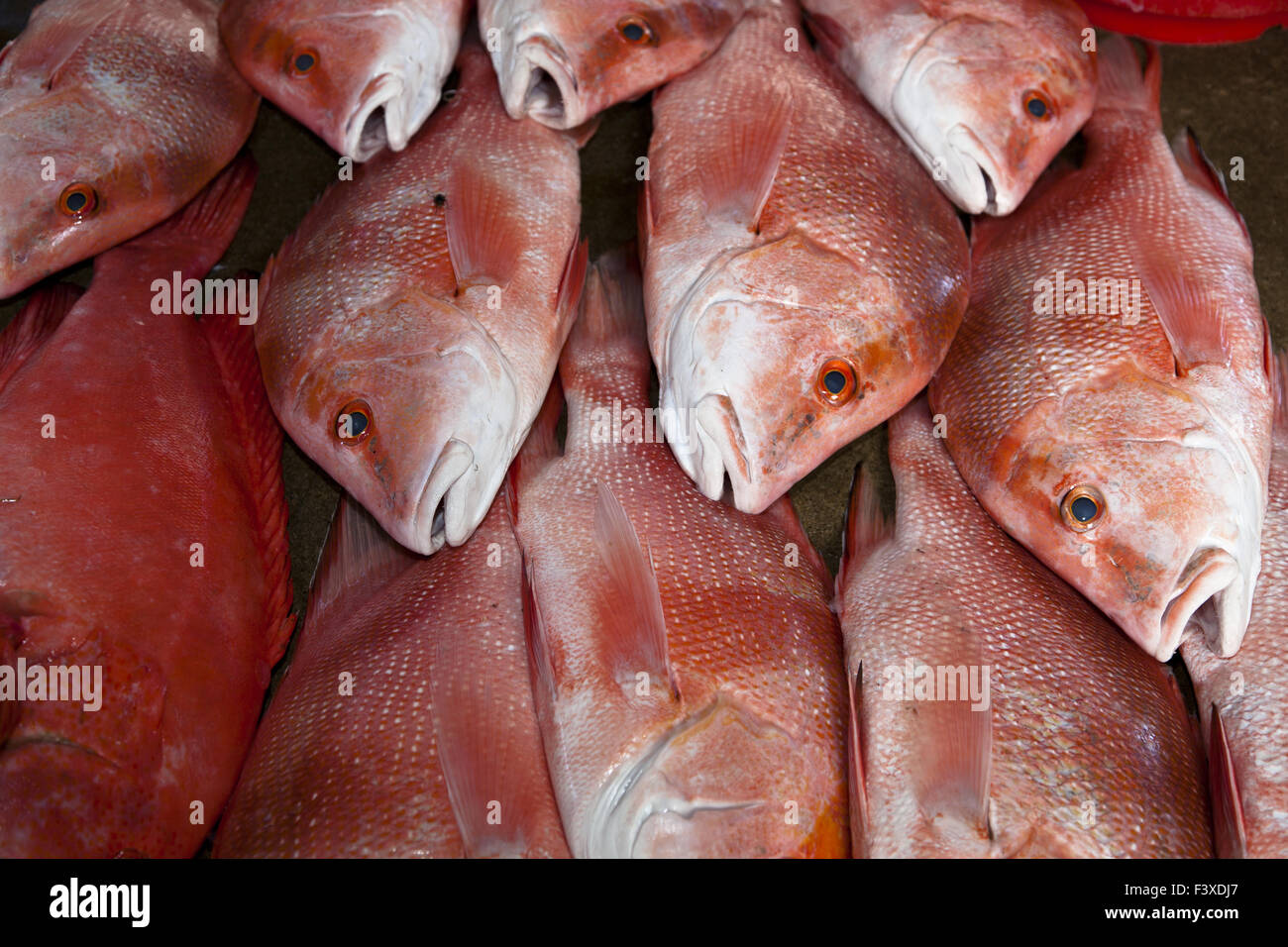 Lutiano rosso pesce Foto Stock