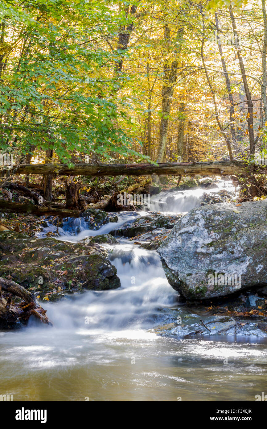 Torrente che scorre nel Parco Nazionale di Shenandoah Foto Stock