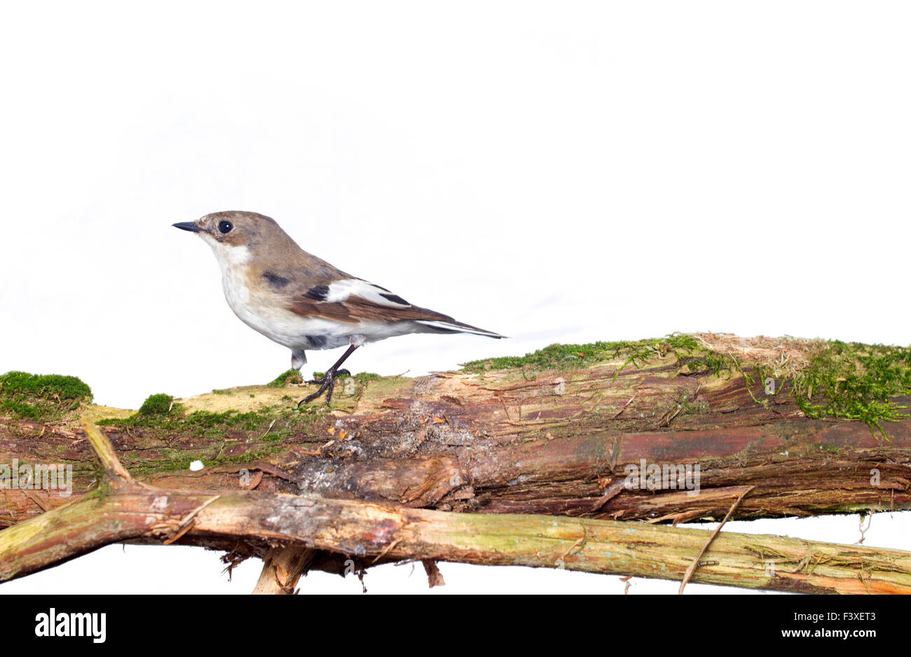 Ficedula hypoleuca Foto Stock