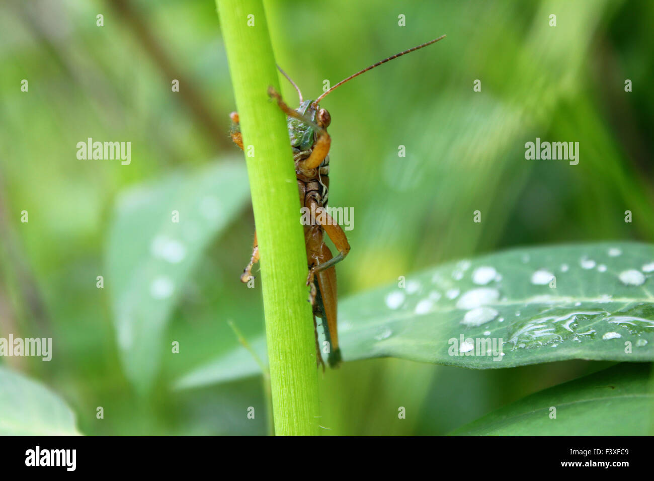 Grasshopper stick a battente Foto Stock
