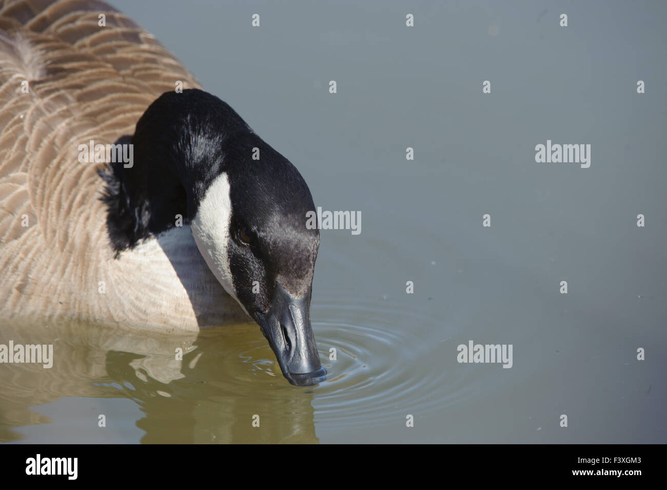 Canada Goose (Branta canadensis) nuoto, George C. Reifel uccello migratore Riserva, Vancouver , British Columbia, Canada Foto Stock