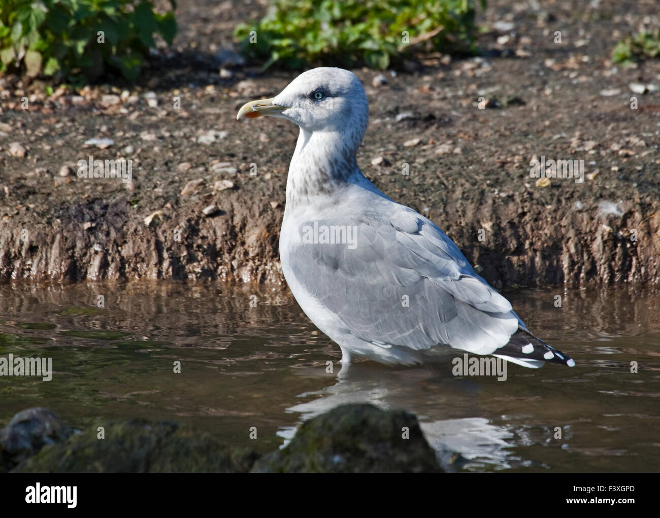 Gabbiano comune (Larus canus) Foto Stock