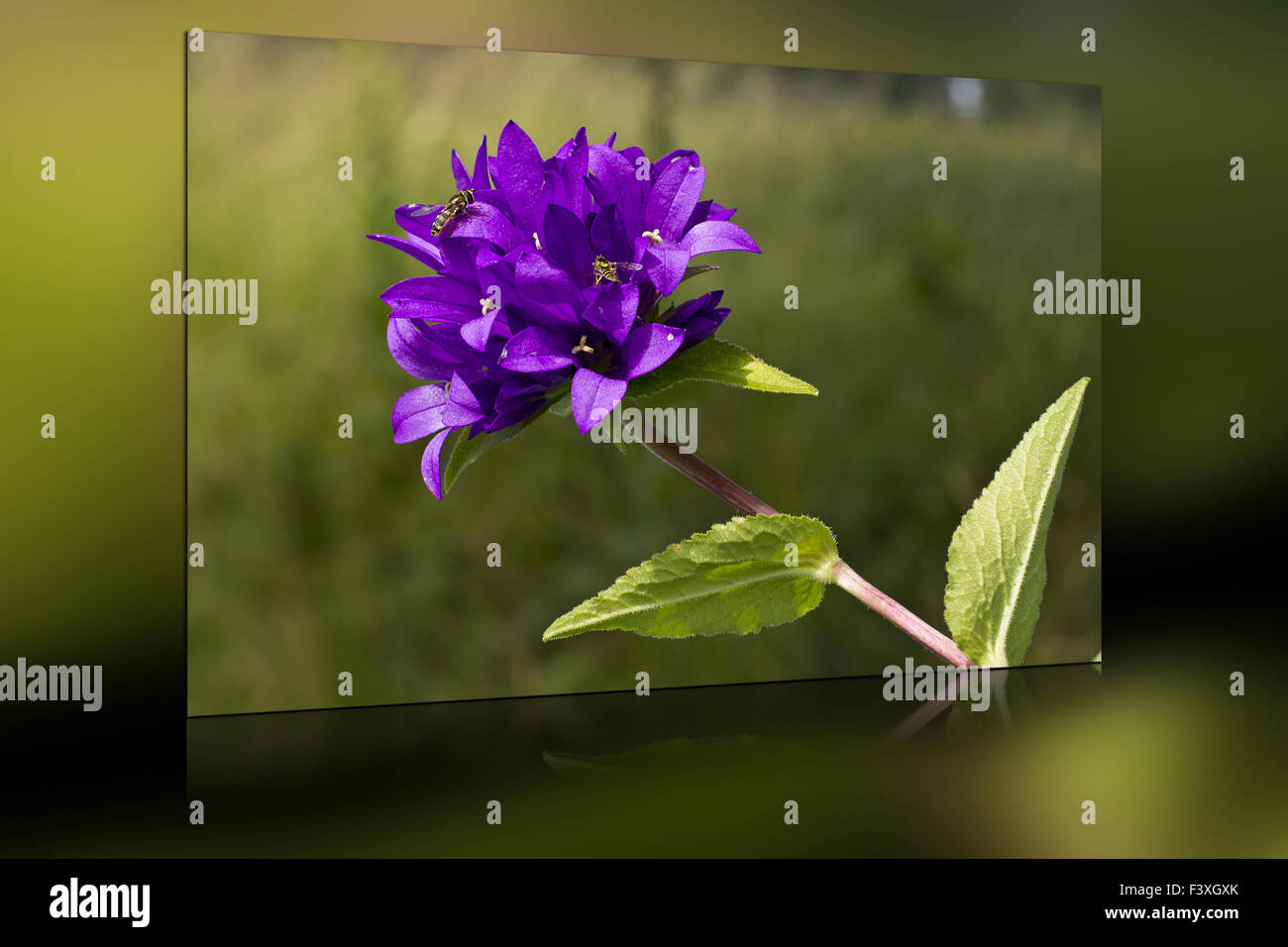 fiori e API Foto Stock