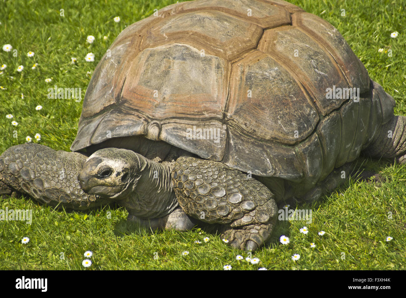 Tartaruga gigante II. Foto Stock