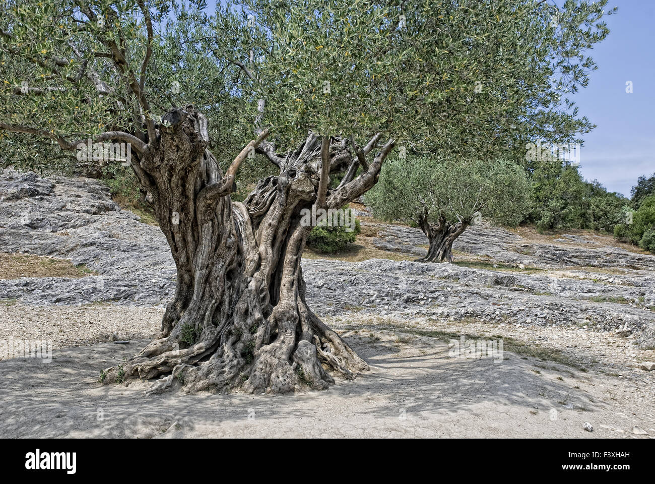 Il vecchio albero di olivo Foto Stock