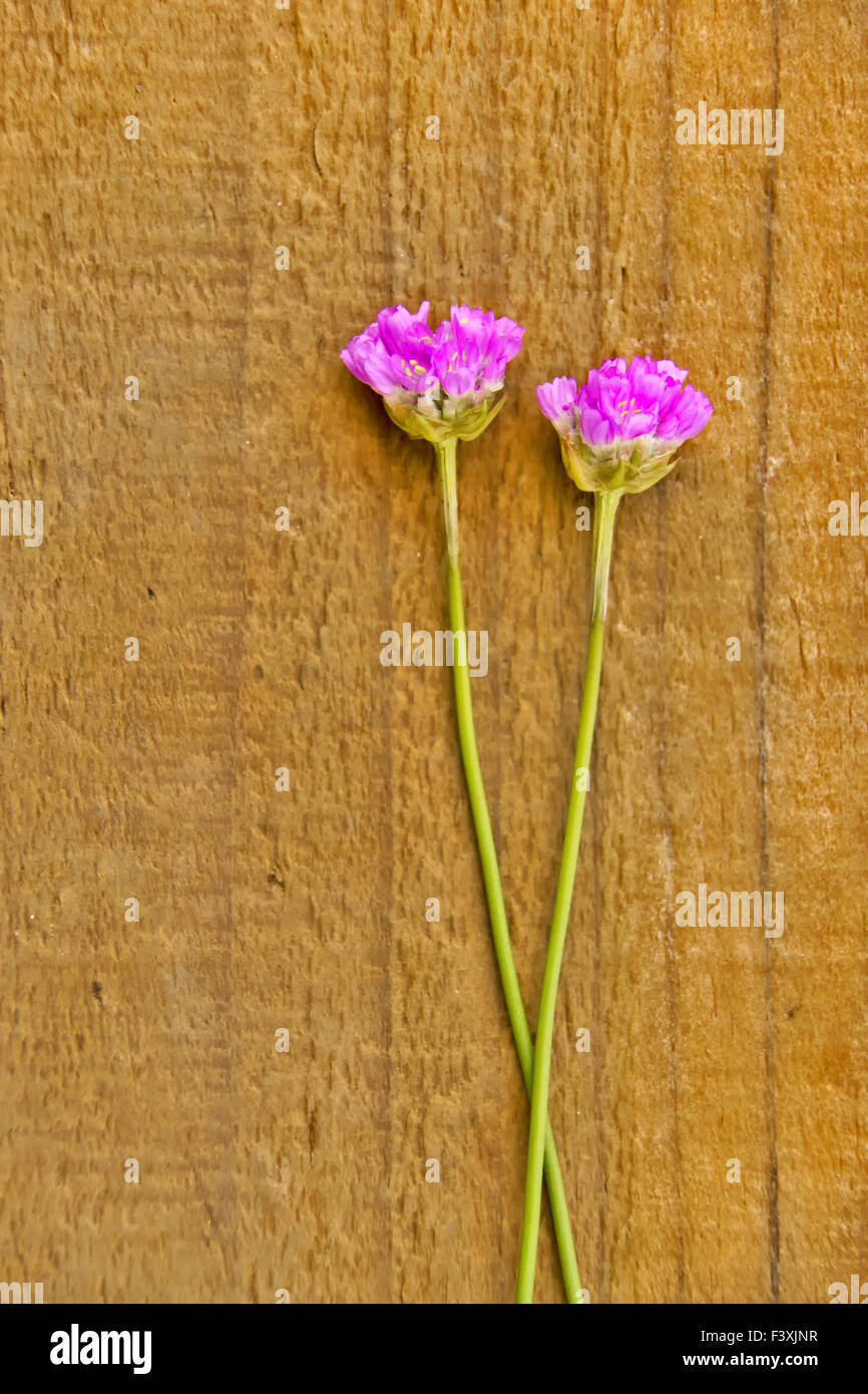 Mare Thrift III. Foto Stock