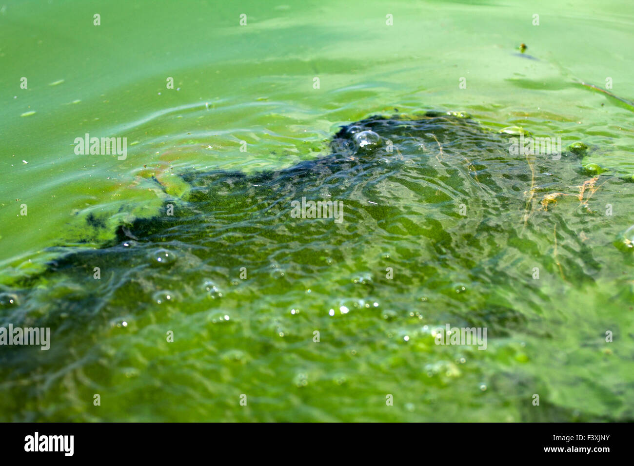 Le alghe acqua inquinata ( verde scum) Foto Stock