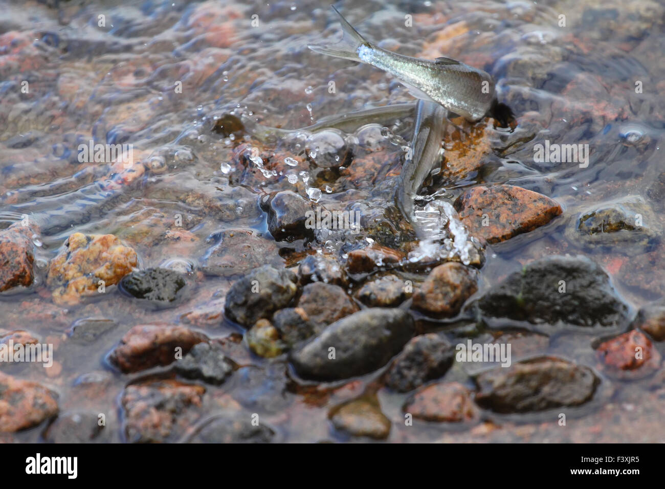 Bleak (Alburnus alburnus) Foto Stock