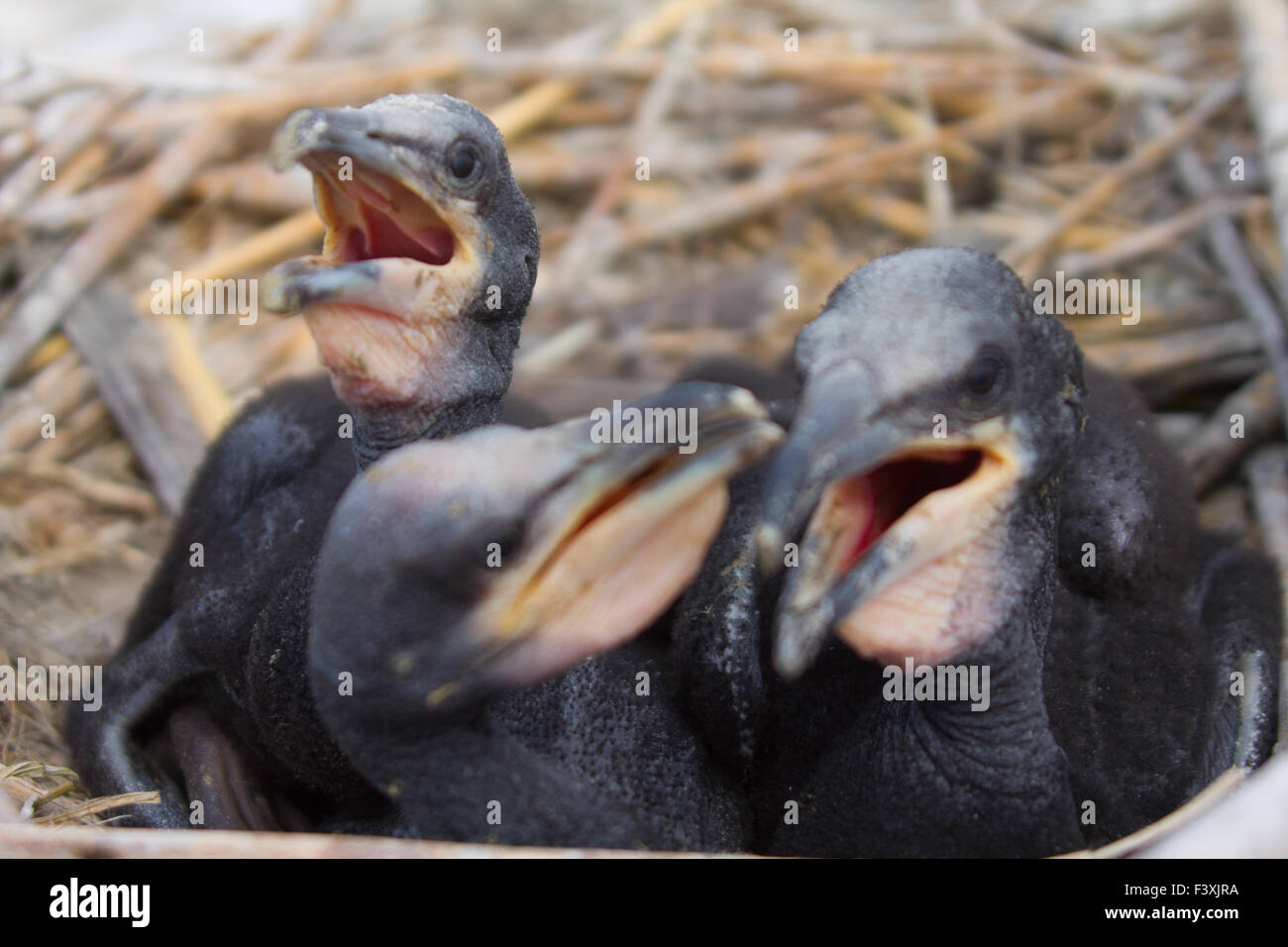 Uccelli Baby del cormorano Foto Stock