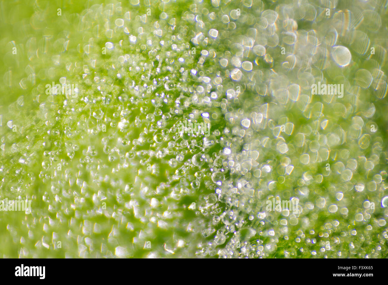 gocce d'acqua Foto Stock