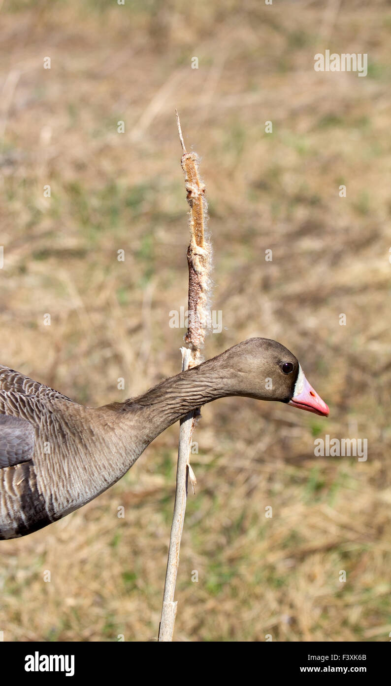 Bean goose Anser fabalis Foto Stock