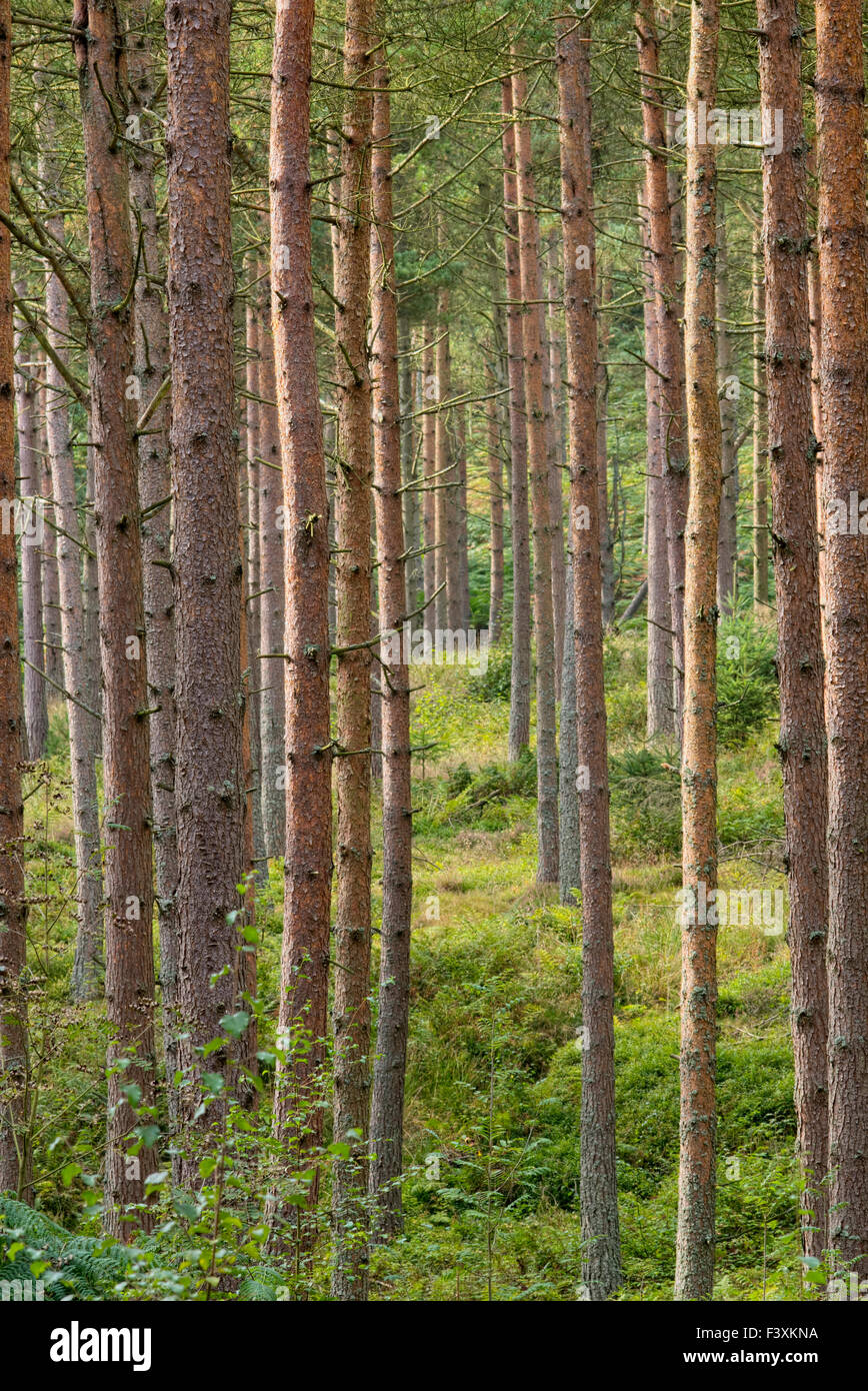 Le conifere che crescono in Simonside foresta vicino a Rothbury, Northumberland, Inghilterra Foto Stock