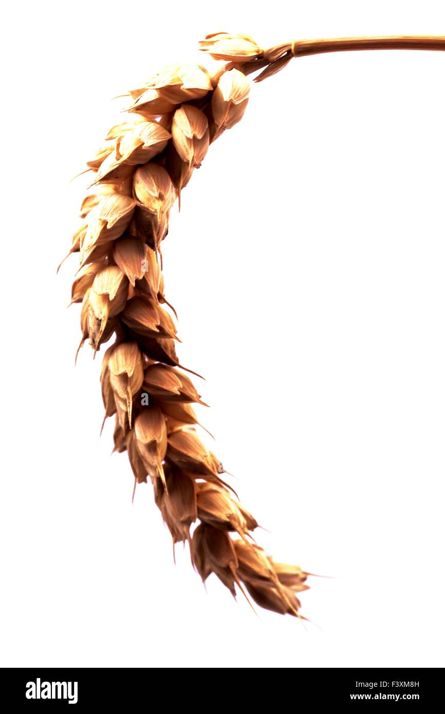 Pannocchie - frumento - isolato Foto Stock