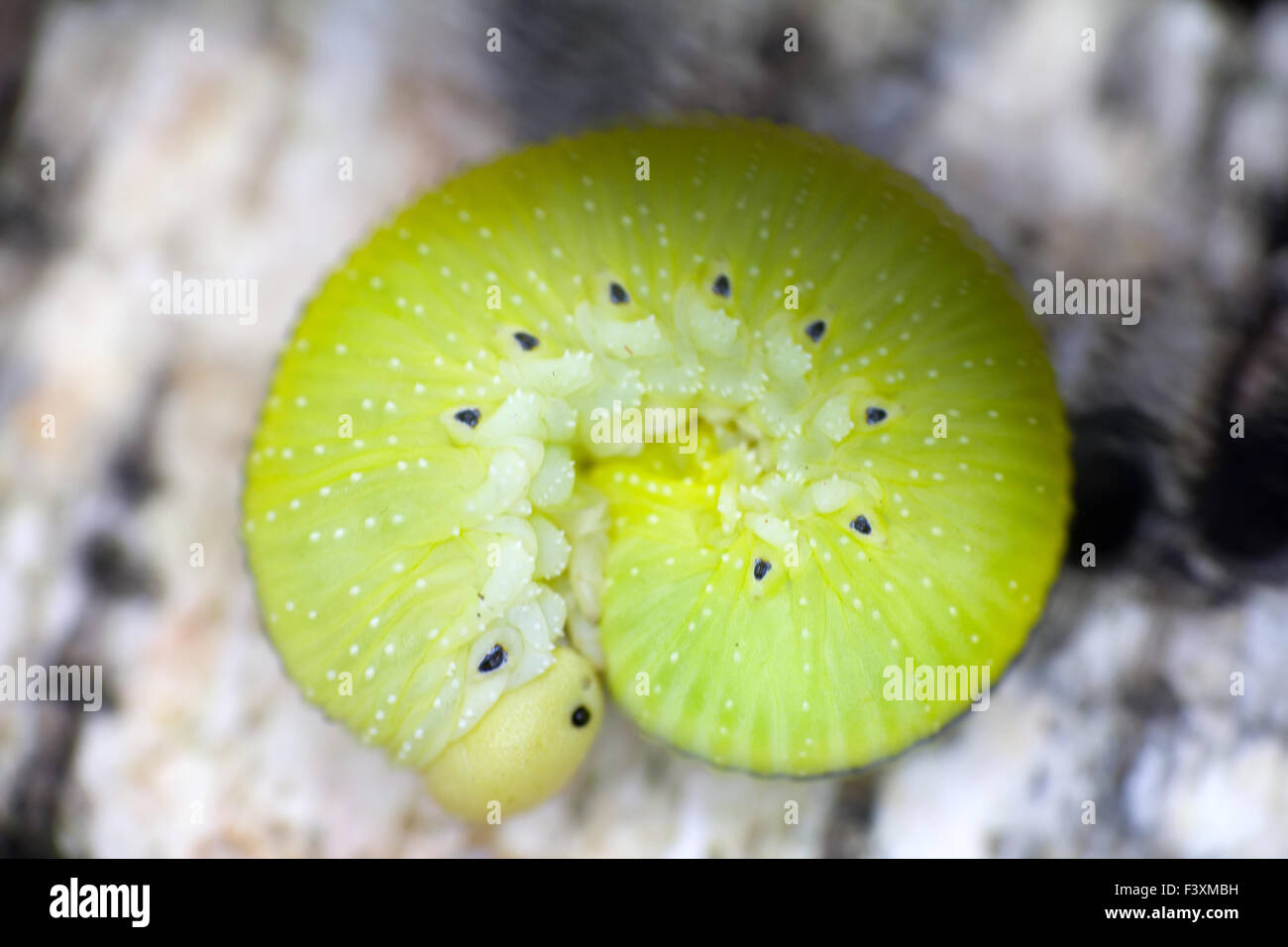 Caterpillar verde sulla corteccia di betulla Foto Stock