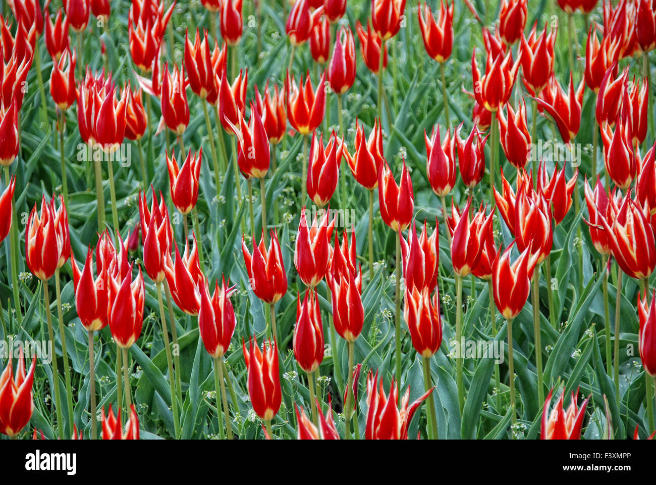 Tulipani 06 Foto Stock