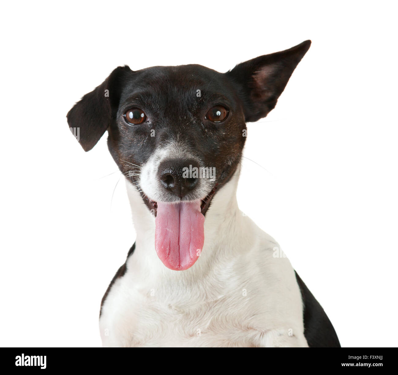 Jack Russel terrier Foto Stock