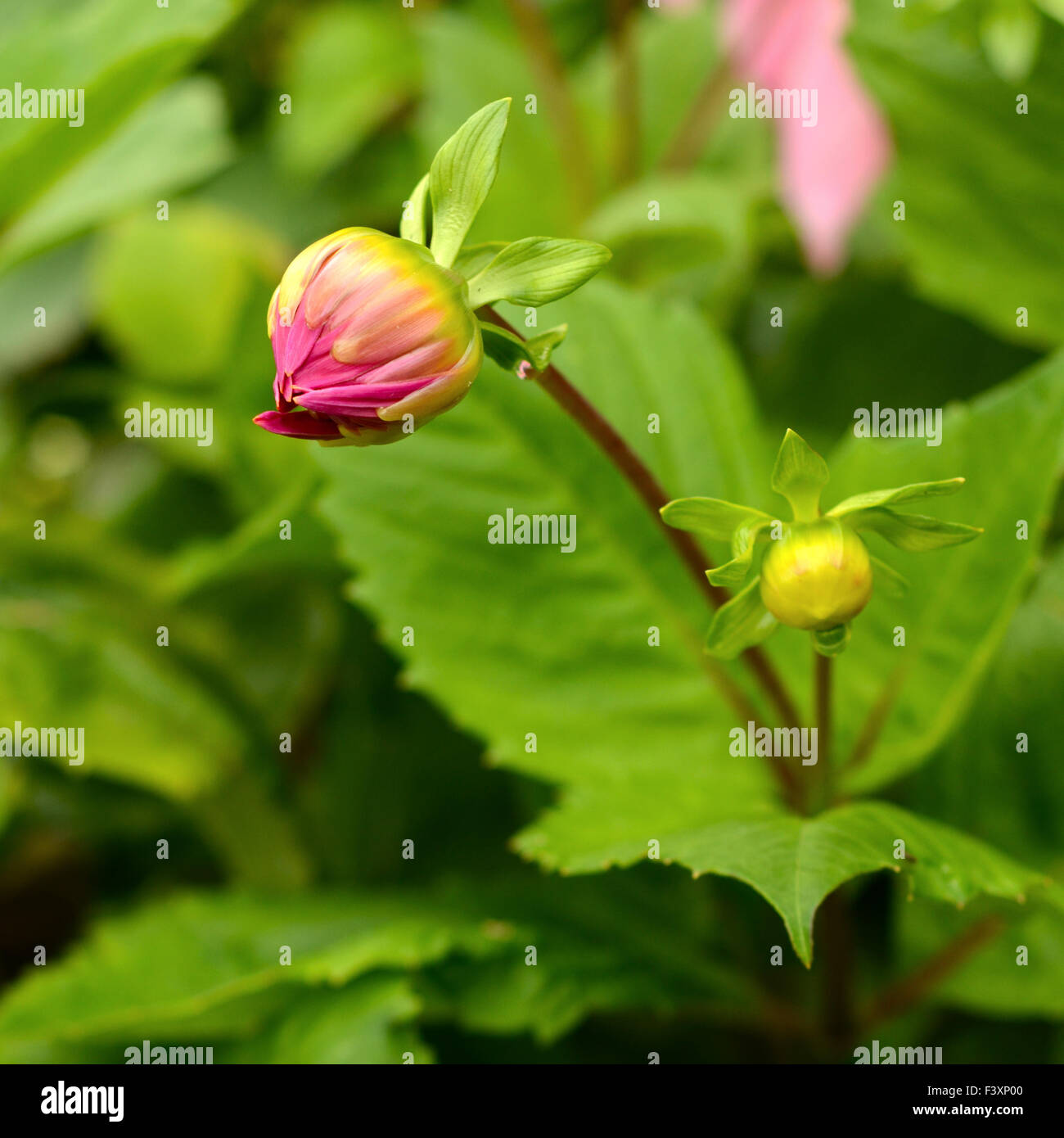 Un integro il Dahlia Fiore in primavera Foto Stock