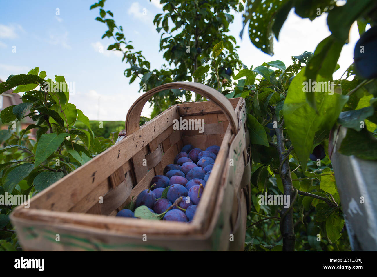 Raccolto di prugna Foto Stock