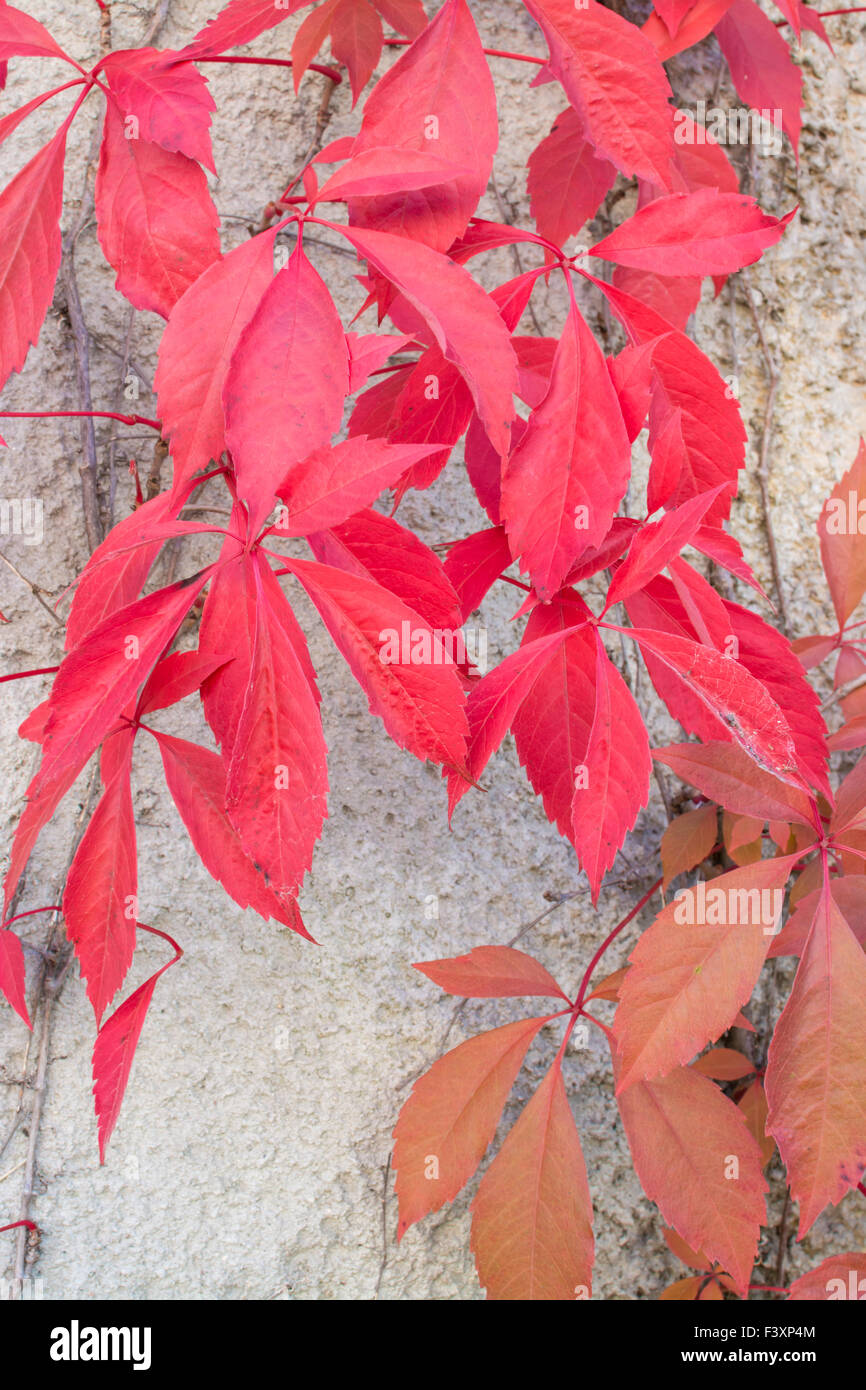 Foglie rosse Virginia liane Foto Stock
