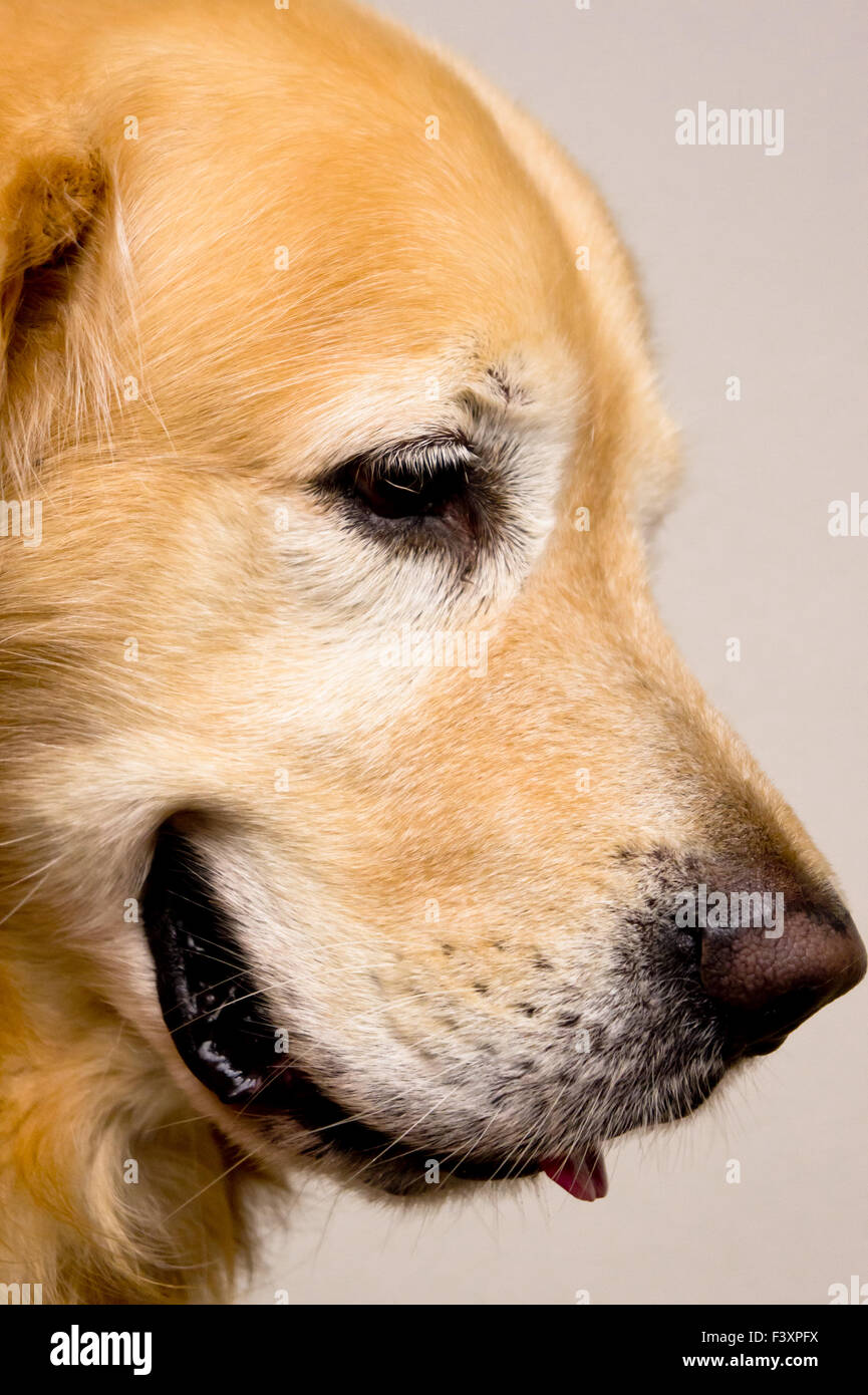 Il Golden Retriever Foto Stock