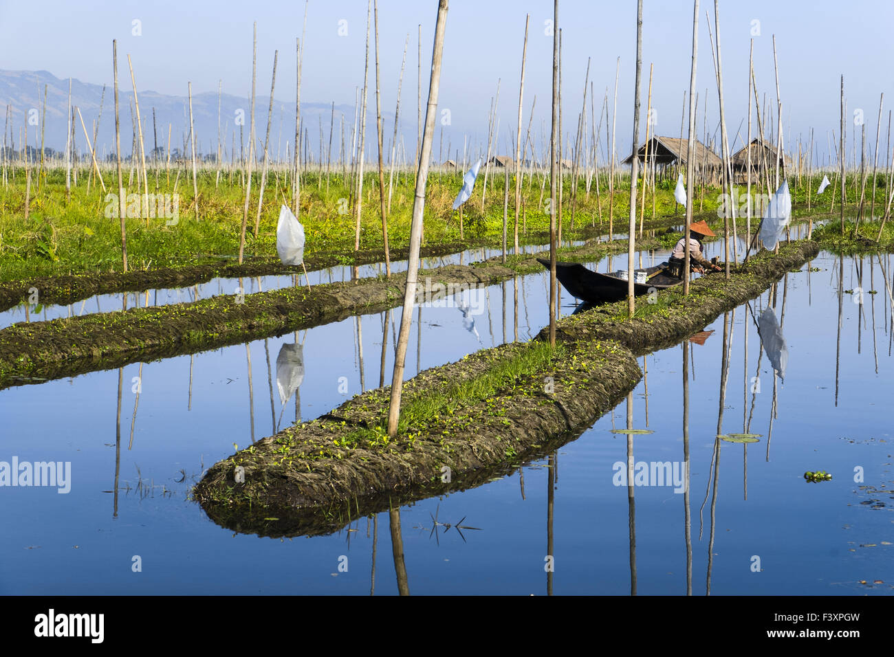 I giardini galleggianti al Lago Inle, Myanmar, Asia Foto Stock