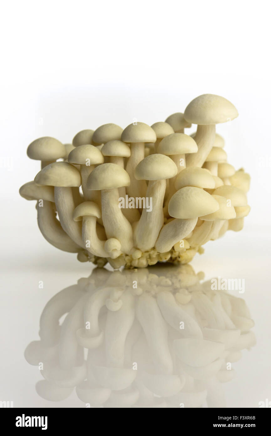 Faggio bianco (funghi shimeji bianco) Hypsizygus Marmoreus Foto Stock