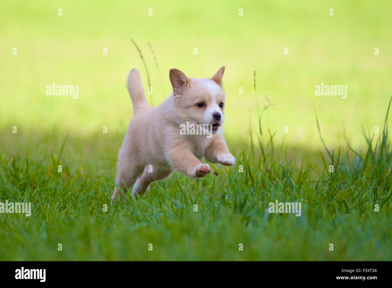 Puppy in piena azione Foto Stock