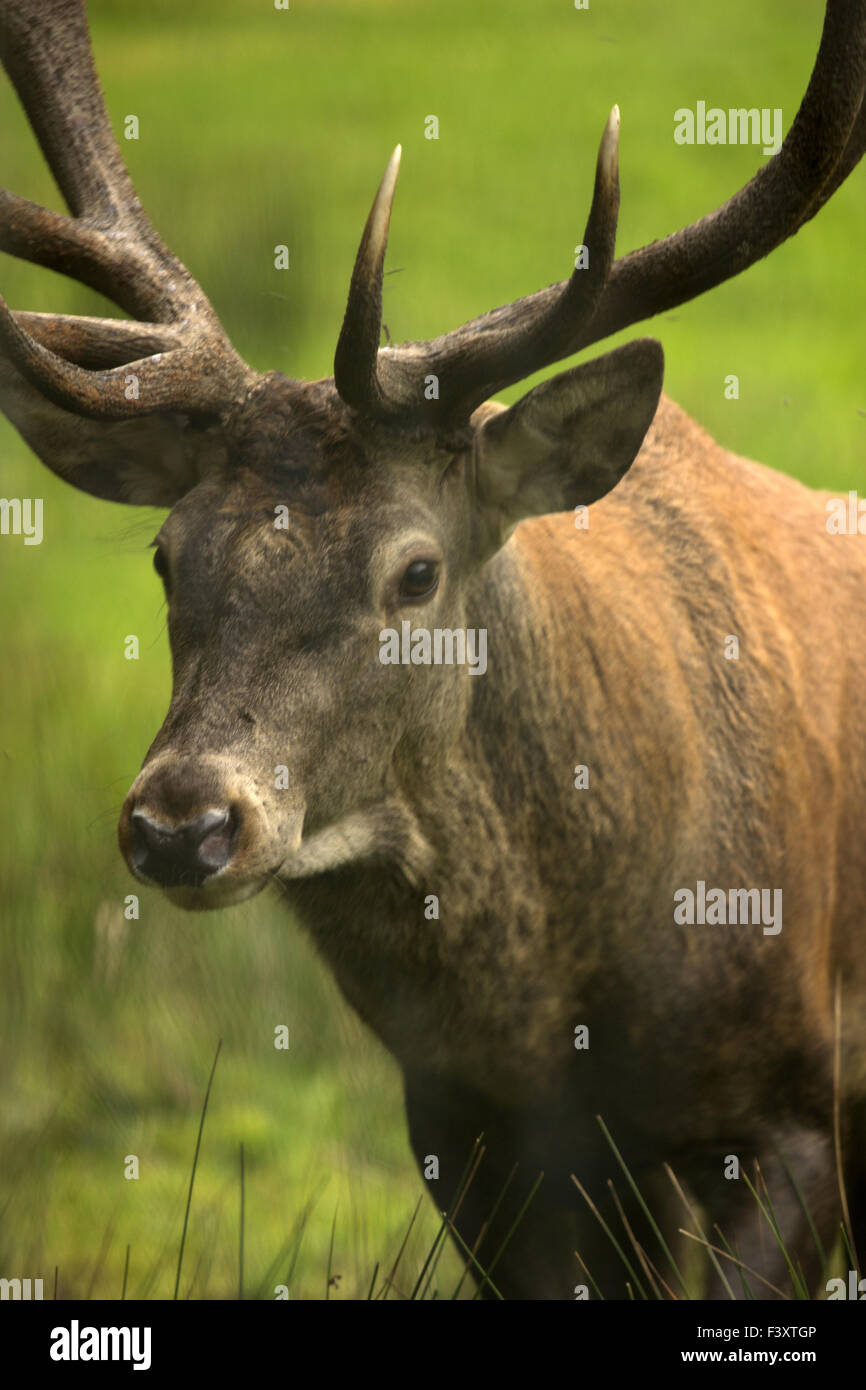 Grande cervo dal vicino con corna Foto Stock