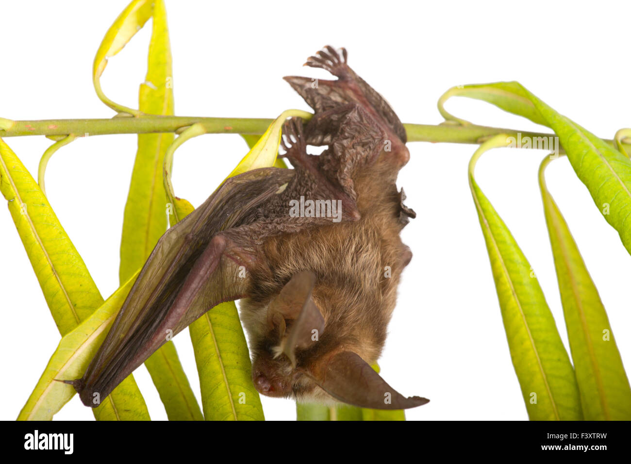 Long-eared bat sul ramo Foto Stock