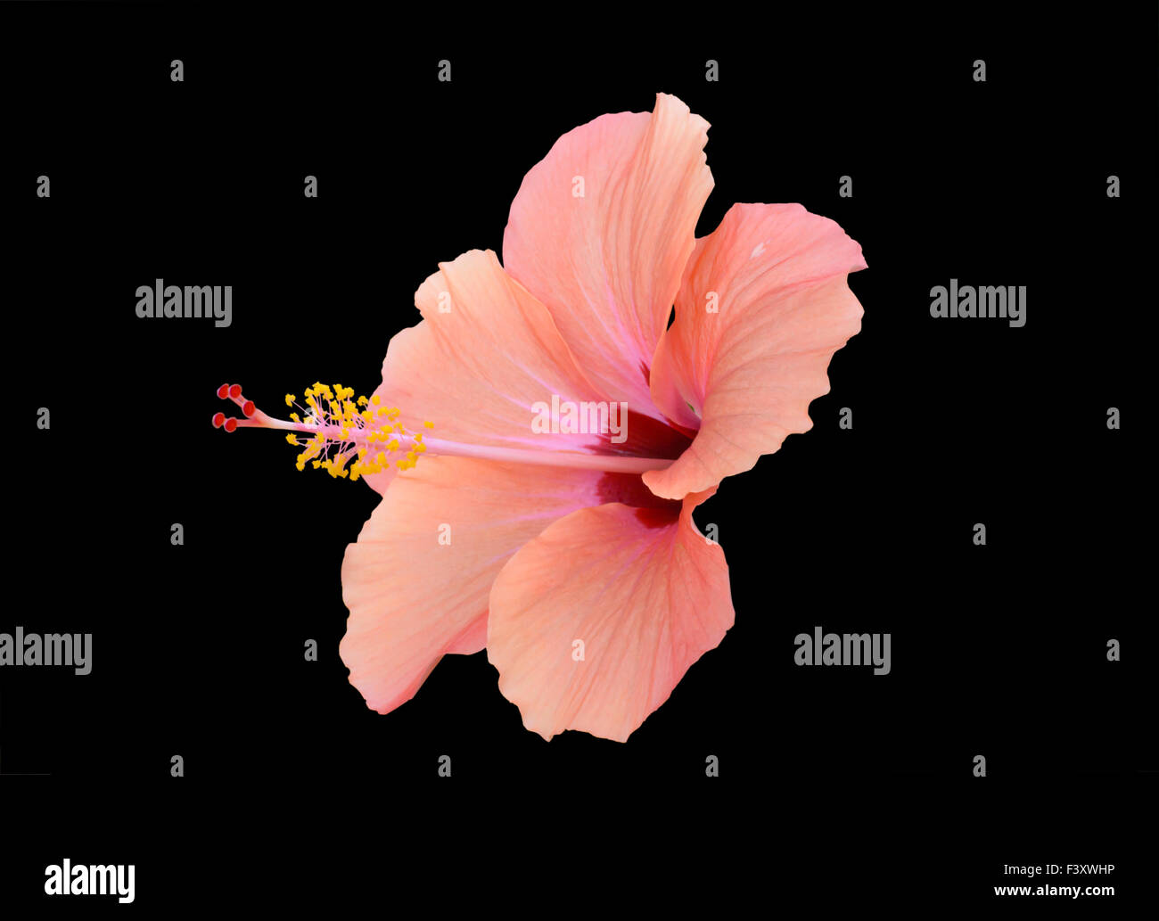 Peach red hibiscus Foto Stock