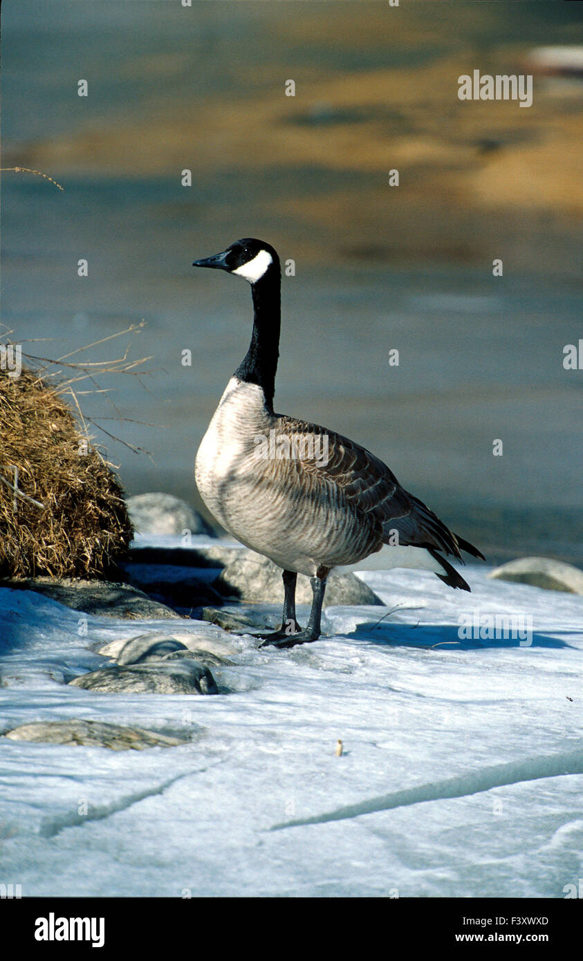 Canada Goose (Branta canadensis), Inglewood il santuario degli uccelli di Calgary, Alberta, Canada Foto Stock