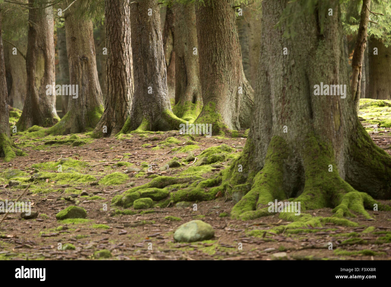bosco in autunno Foto Stock