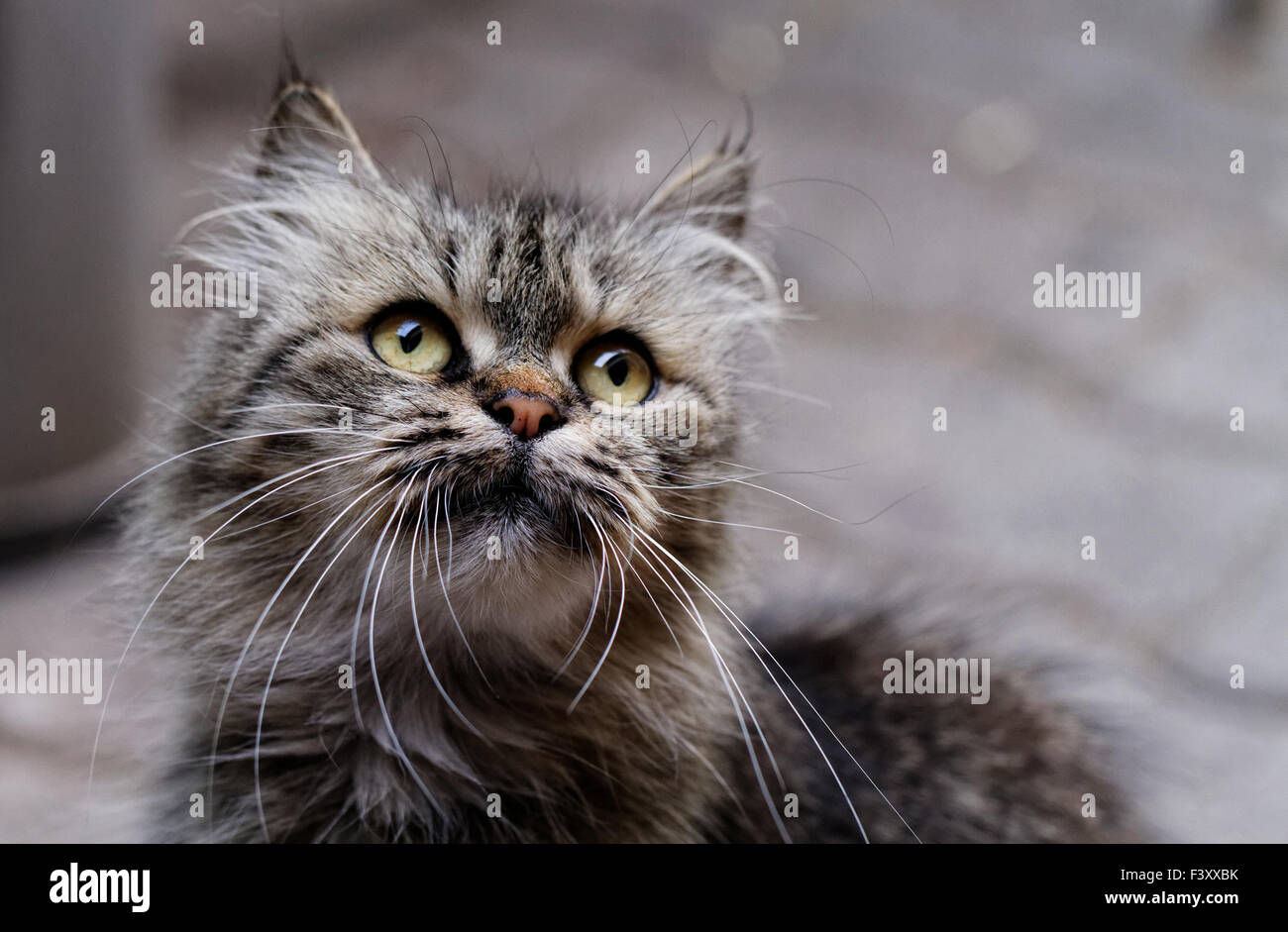 Cat close up foto. Ritratto di origine animale Foto Stock