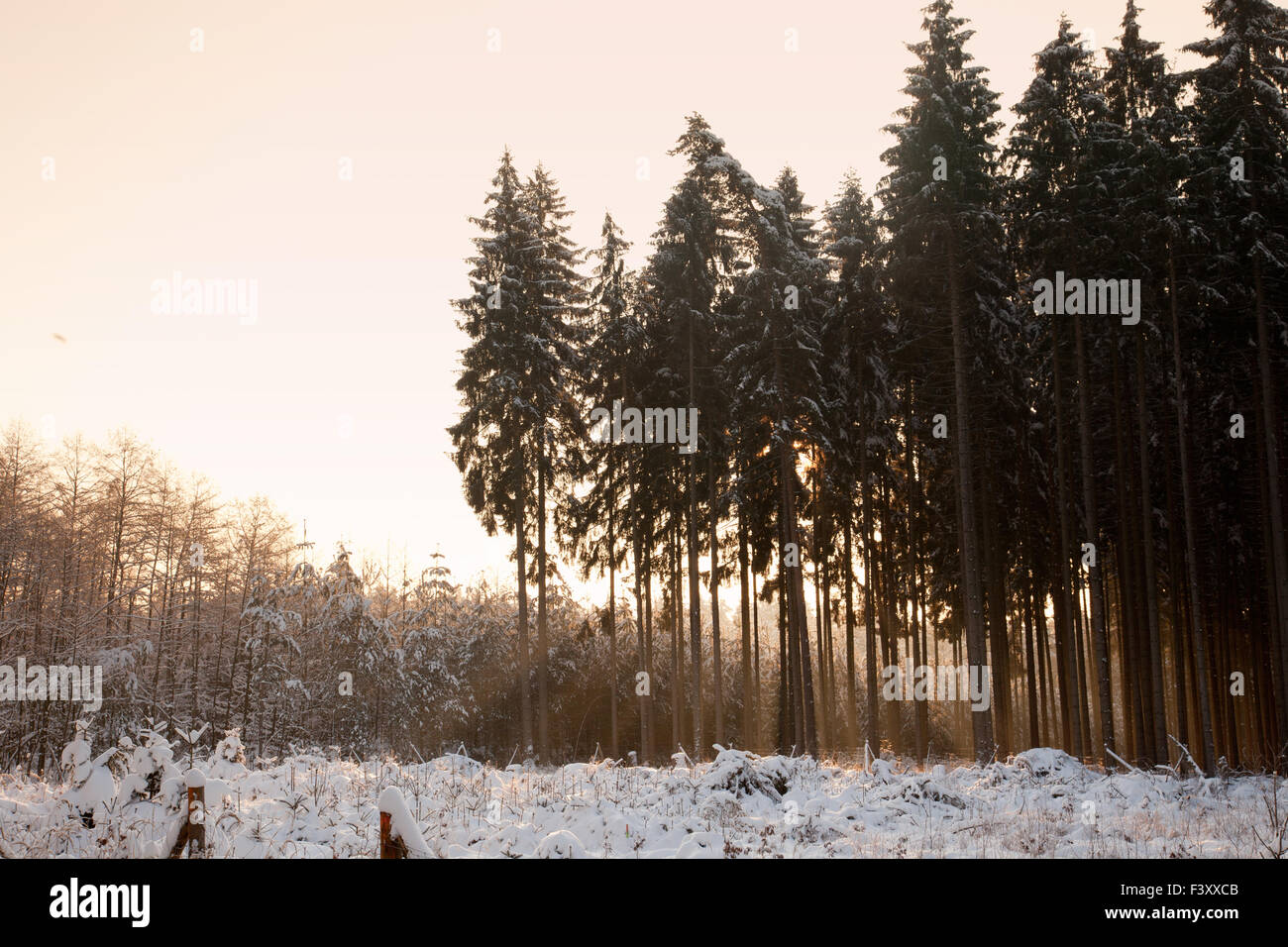 foresta di inverno Foto Stock