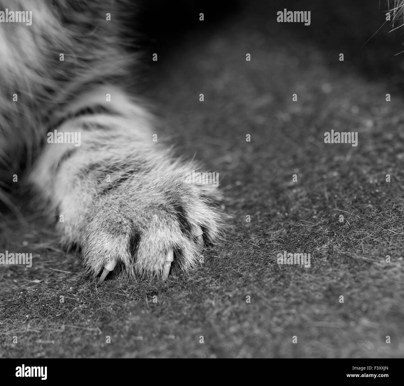 Tabby cat piedi close-up - bianco e nero Foto Stock