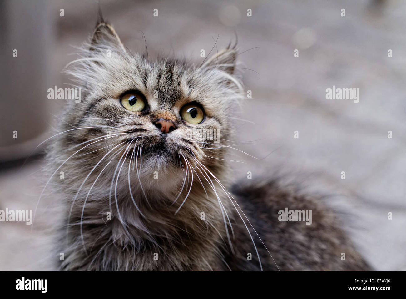 Cat close up foto. Ritratto di origine animale Foto Stock